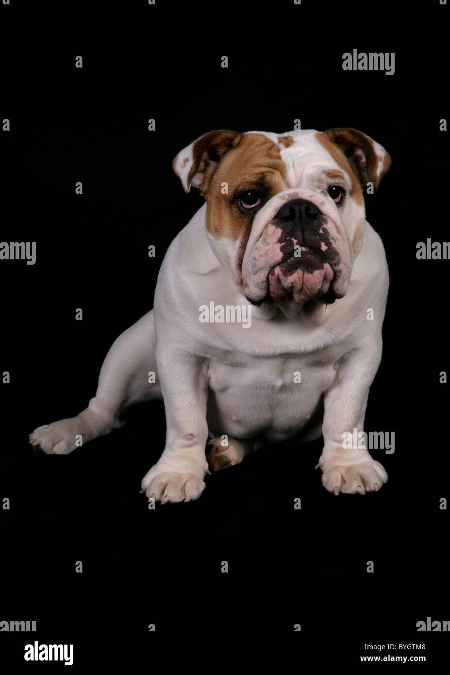 English Bulldog single adult male sitting studio Stock Photo