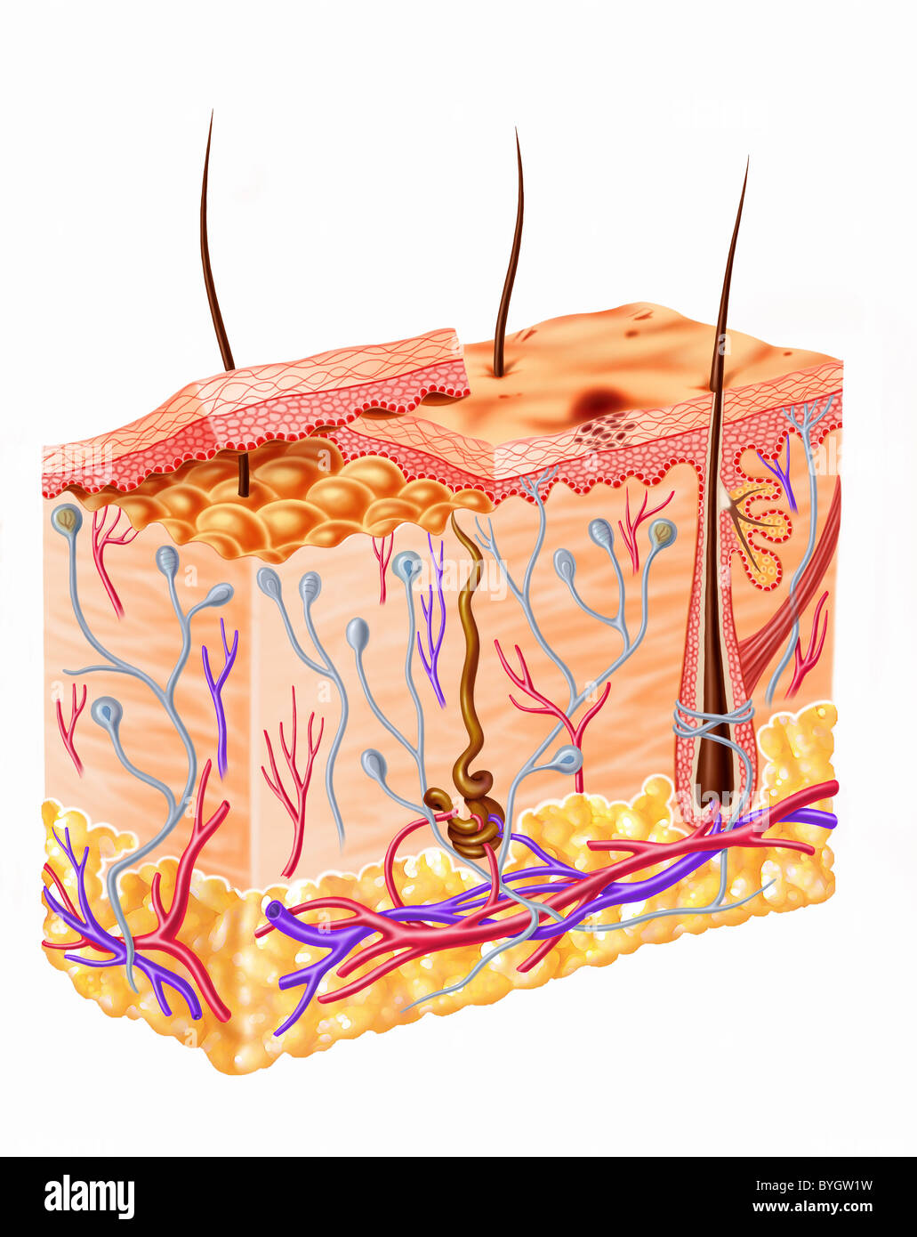 Human skin diagram hi-res stock photography and images - Alamy