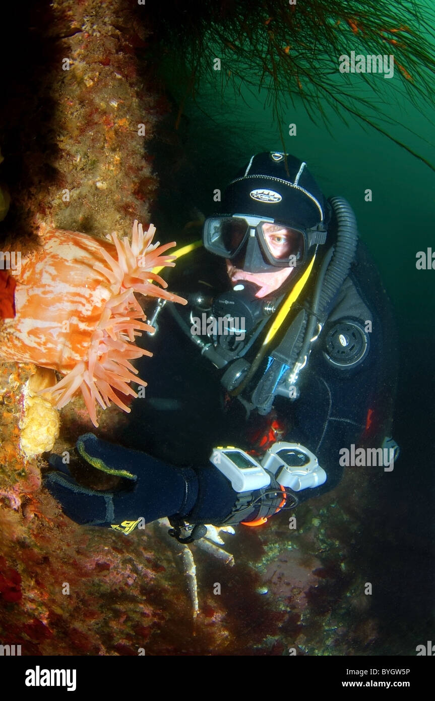 Male diver looks at an anemone plumose, Metridium senile Stock Photo