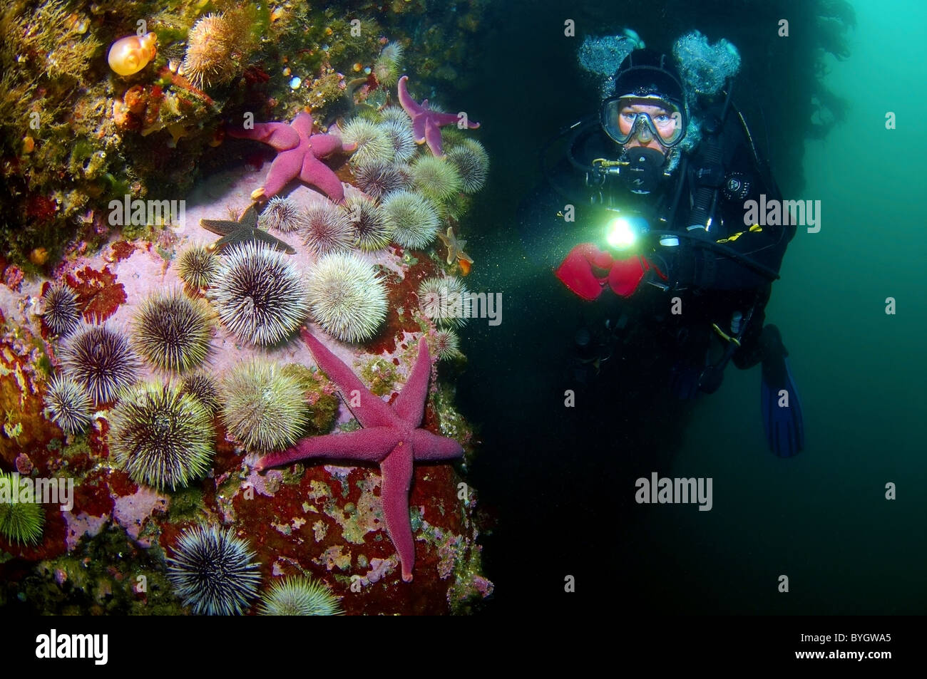 Female scuba diver look at on group of sea urchin and seastars on rock cornice Stock Photo
