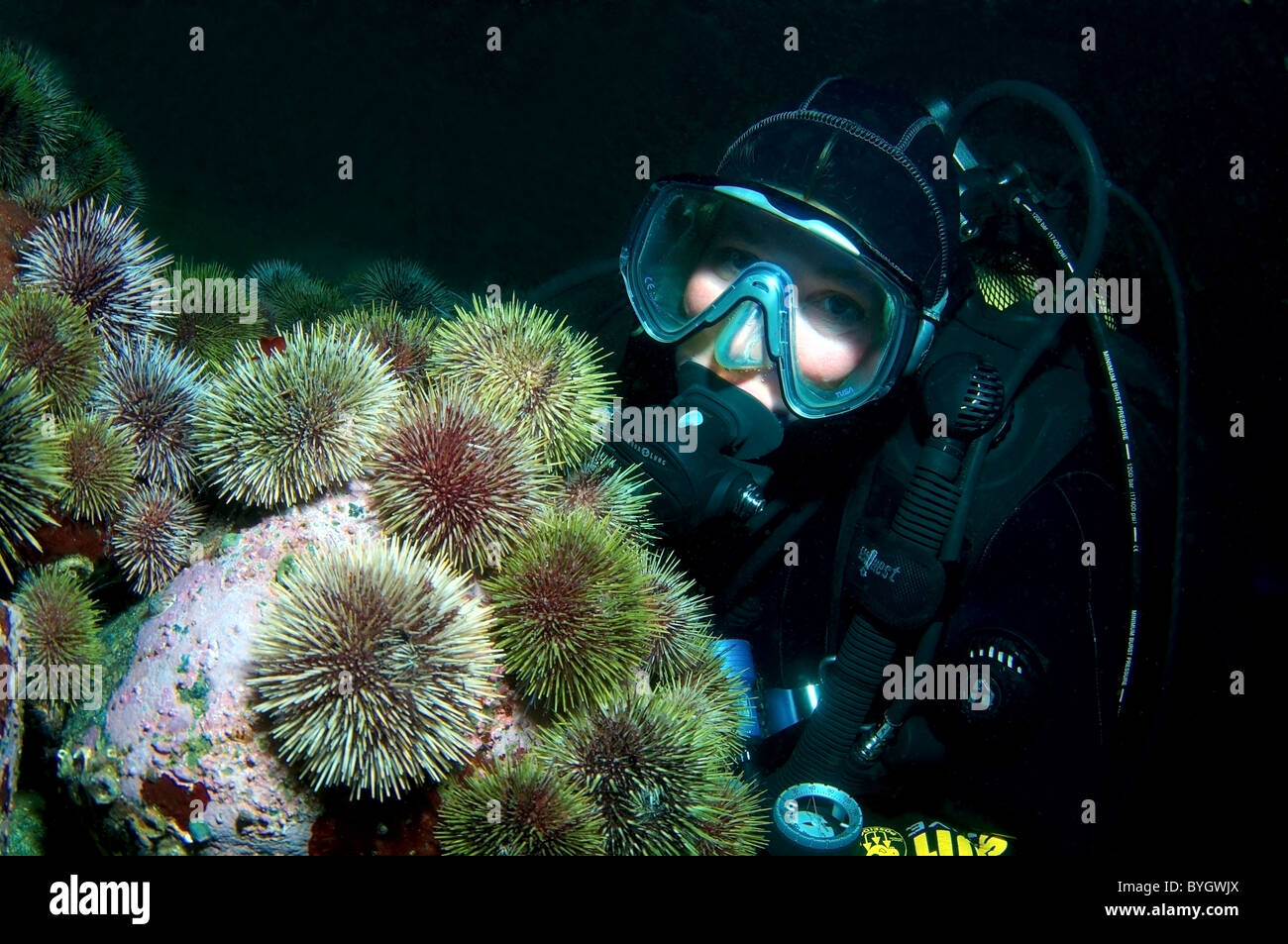 Female scuba diver look at on grouup of sea urchin Stock Photo