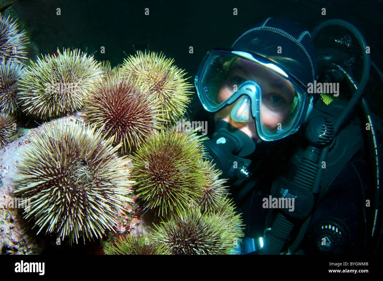 Female scuba diver look at on grouup of sea urchin Stock Photo