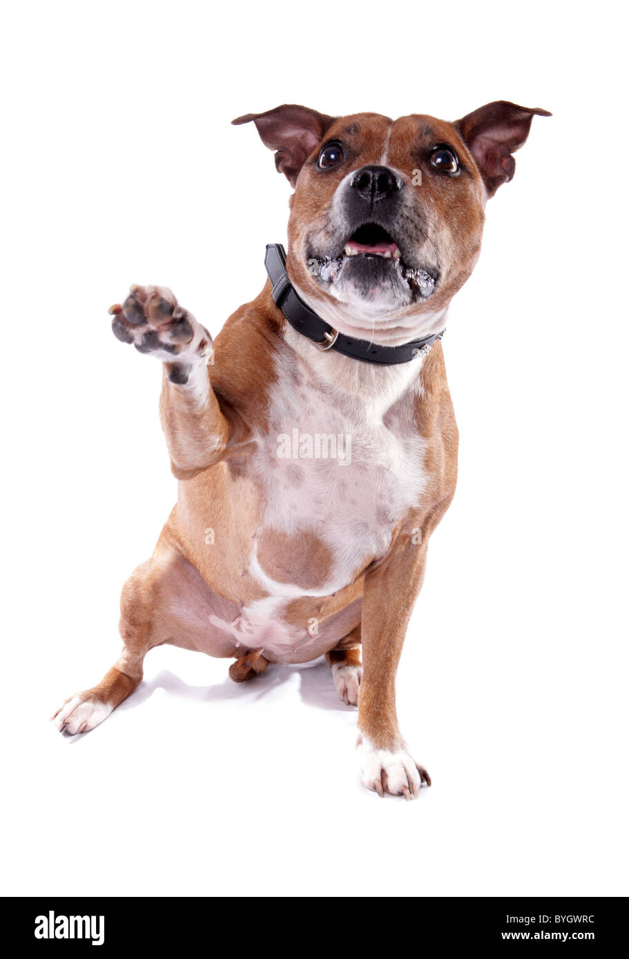 Staffordshire Bull Terrier Dog Single Adult Male Sitting
