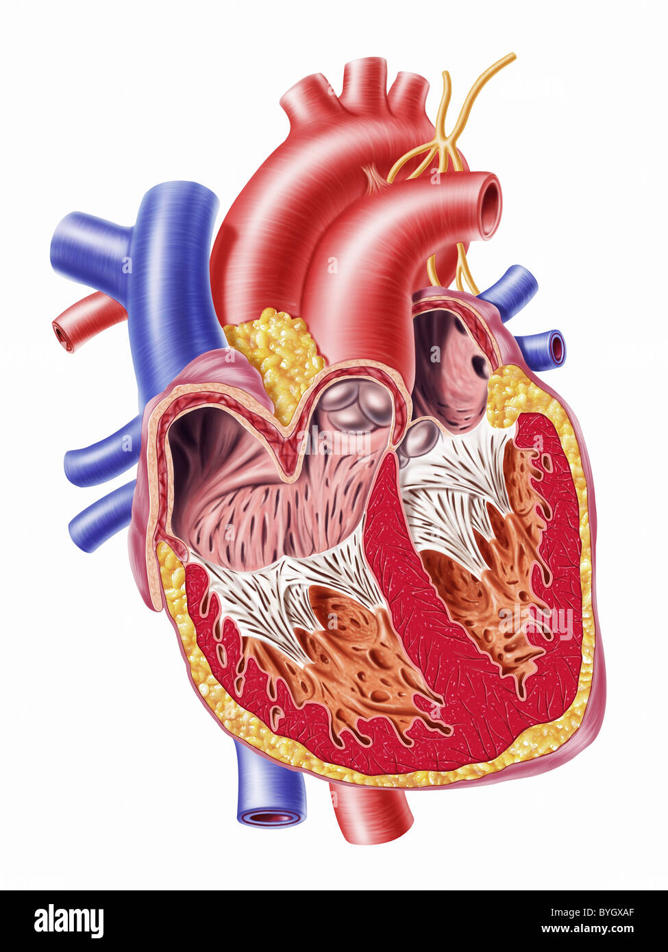 Human heart cross section Stock Photo