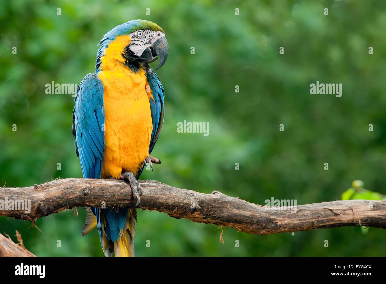 close up of a beautiful blue and yellow macaw (Ara ararauna) Stock Photo
