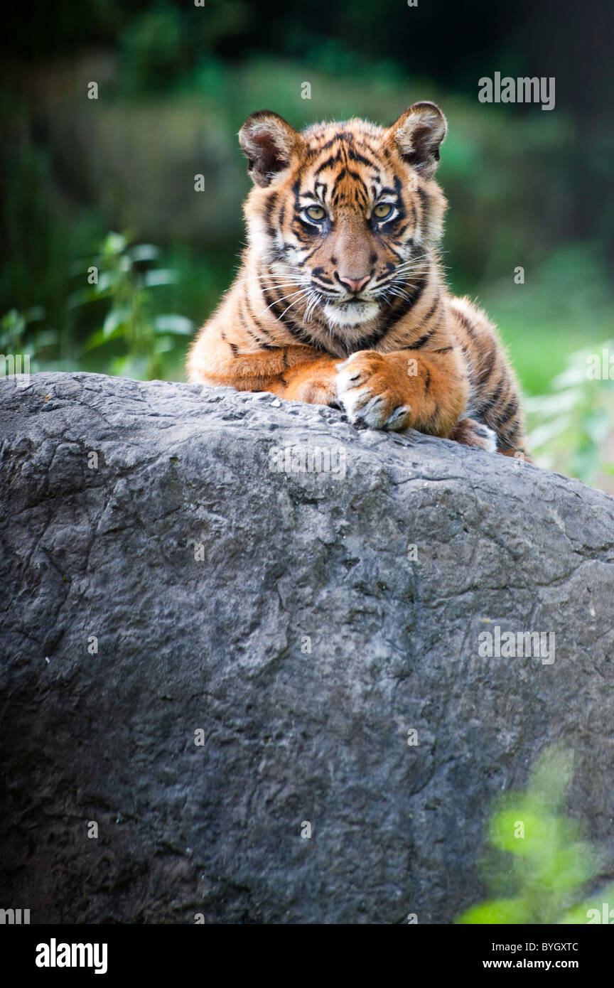 Cute sumatran tiger cub looking at the camera Stock Photo