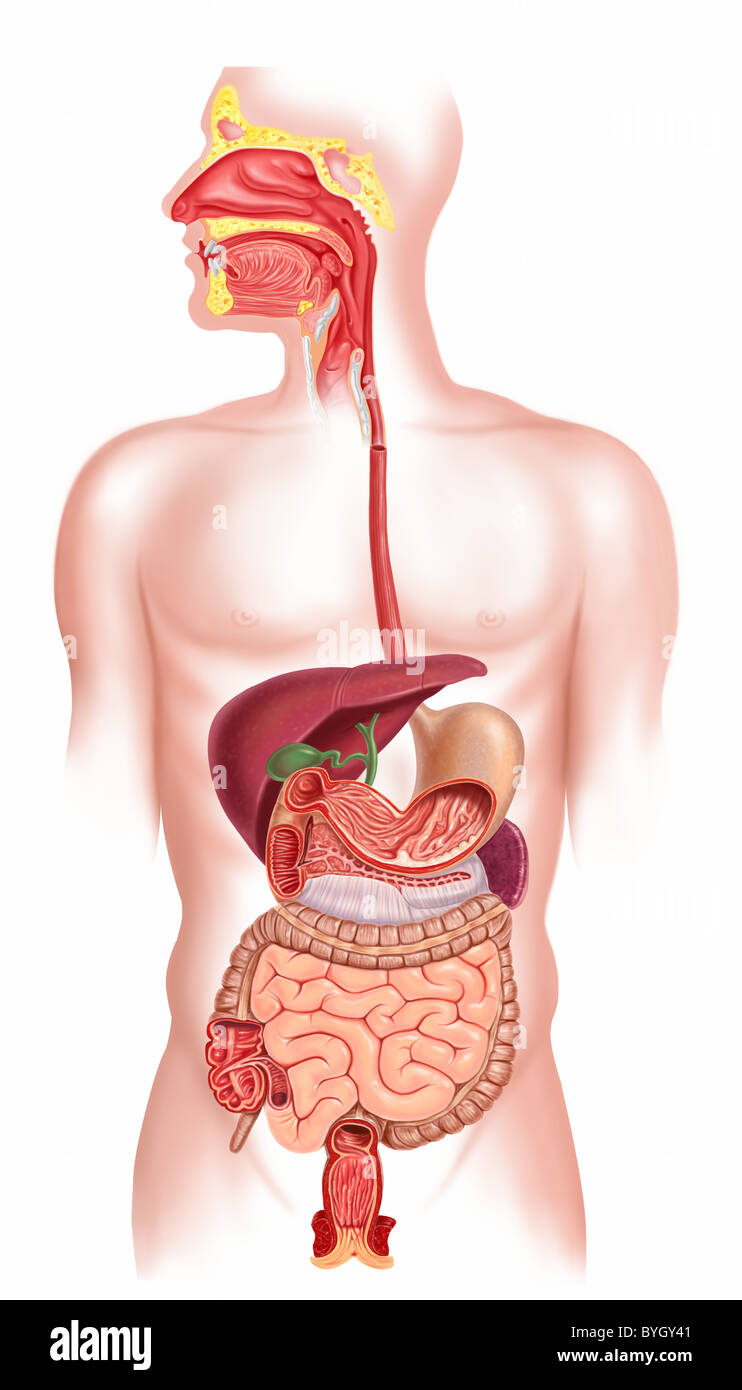 Human digestive system cross section Stock Photo