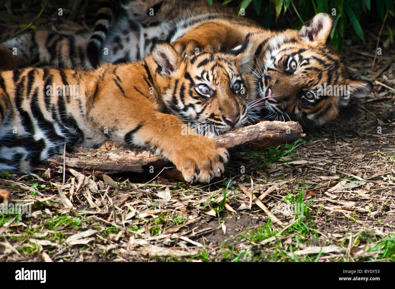 Two cute sumatran tiger cubs playing on the forest floor Stock Photo