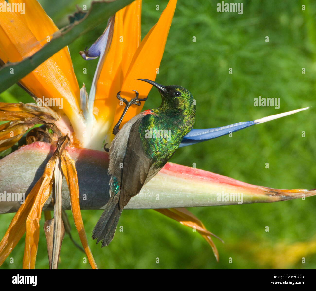 Male Southern Lesser Double-Collared Sunbird (Cinnyris chalybeus) pollinating a strelitzia flower, Namaqualand, Northern Cape, South Africa Stock Photo