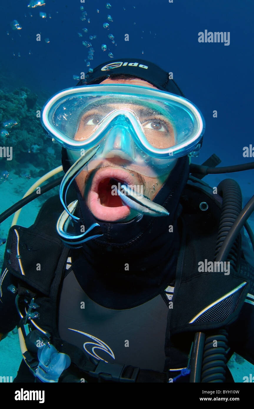 Egyptian scuba diver and cleanerfish (Labroides dimidiatus). Red sea, Egypt, Africa Stock Photo
