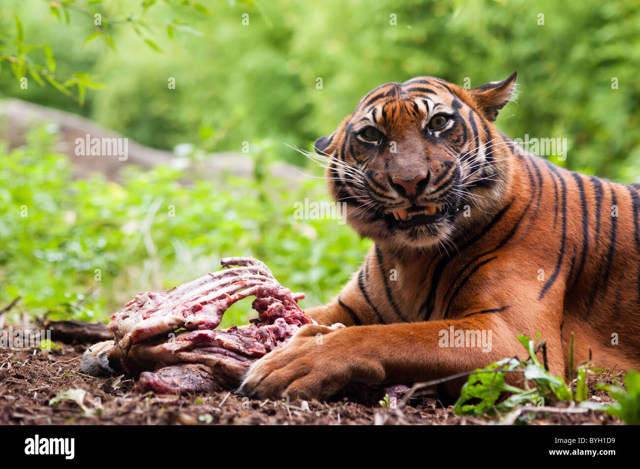 Sumatran tiger eating its prey on the forest floor Stock Photo
