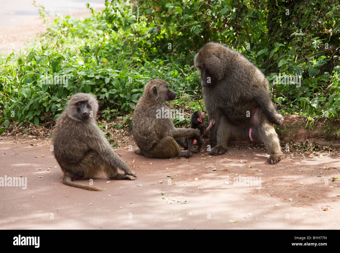 Family of baboons, North-Eastern Tanzania, Africa Stock Photo