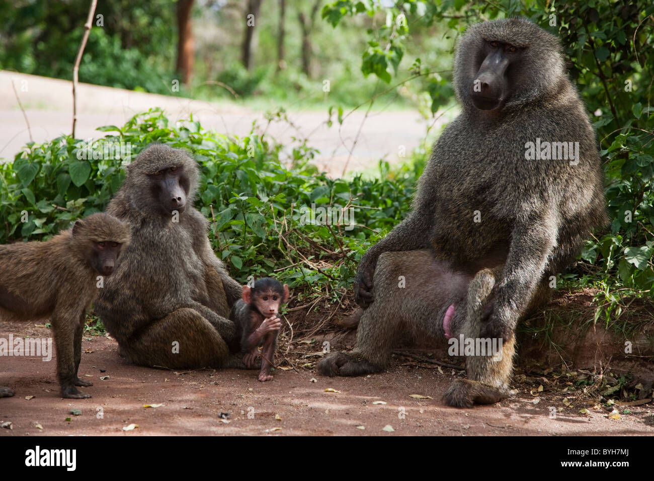Family of baboons living near Ngorongoro Conservation Area, Tanzania, Africa Stock Photo
