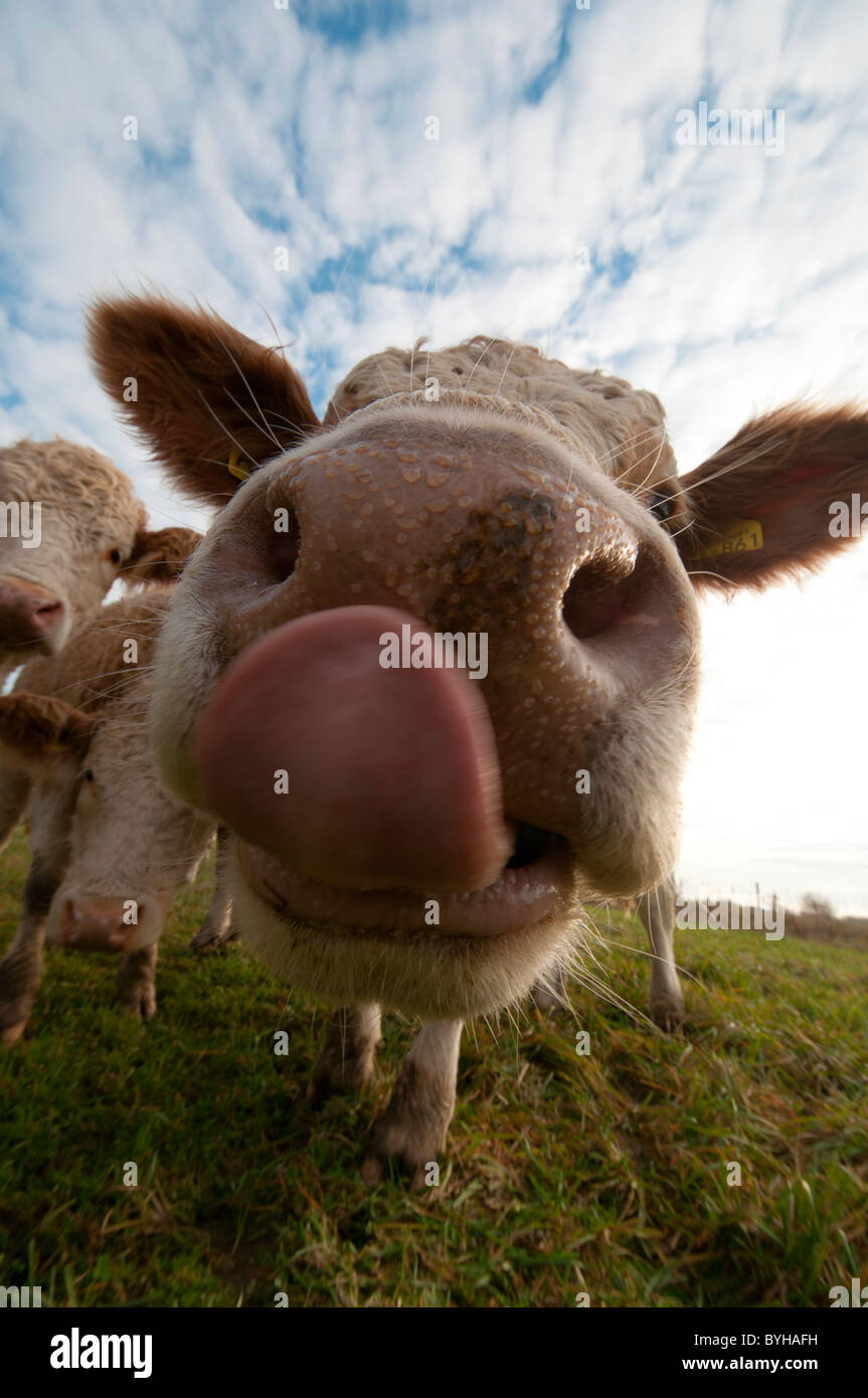 close up of cow with licking tongue Stock Photo