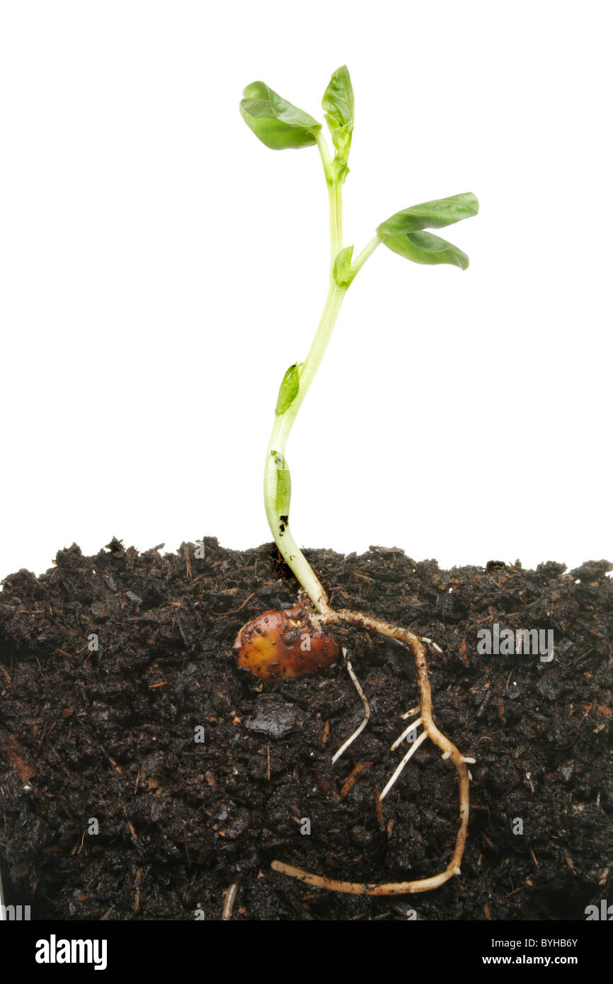 Seedling plant in soil showing germinated seed tender leaves and establishing root system Stock