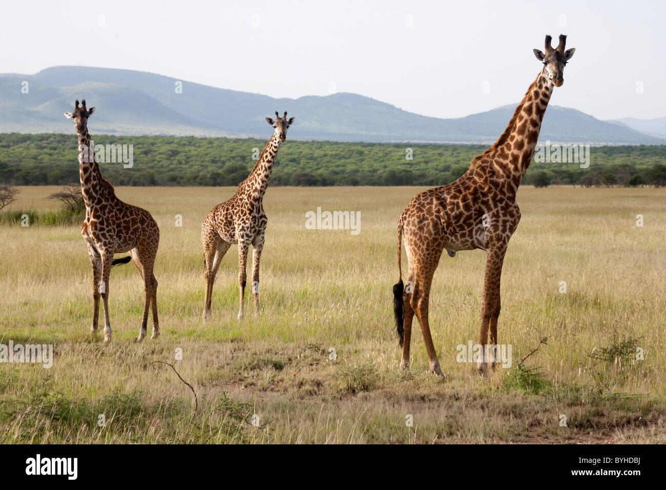 Serengeti hi-res stock photography and images - Alamy