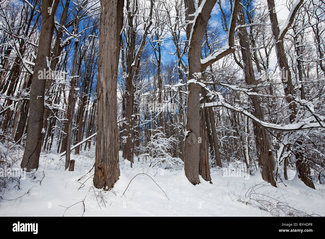 Snowy woodland, Jockey Hollow, Morristown National Historical Park, New