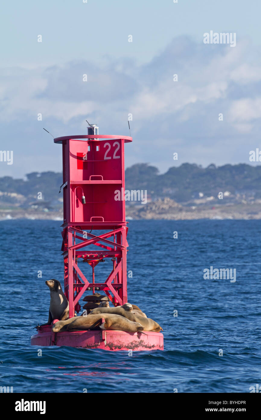 Sea lions lying on a moored buoy, California, USA Stock Photo