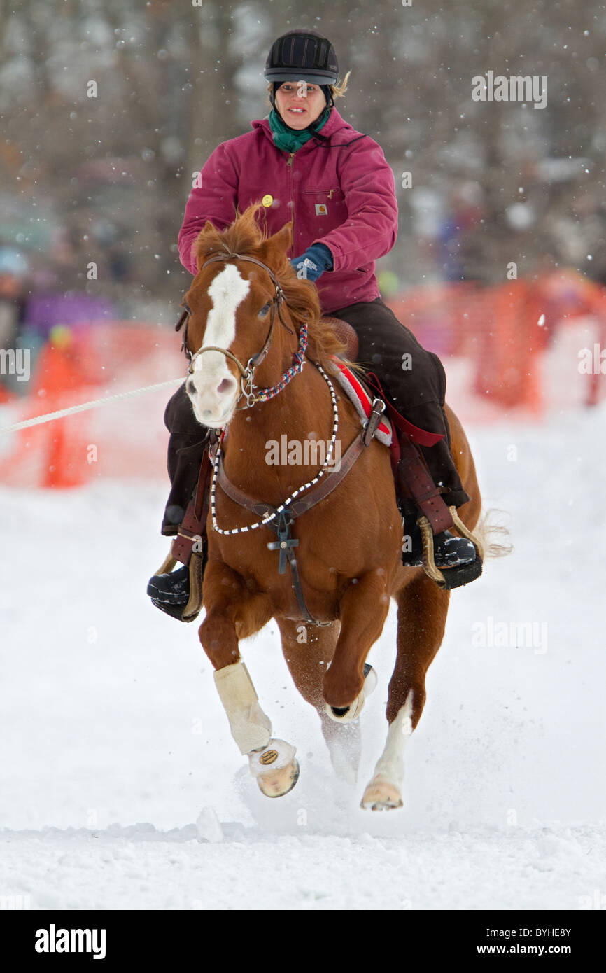 Skijoring horse and rider running in the snow during a ski joring race in New Hampshire, New England, USA. Stock Photo