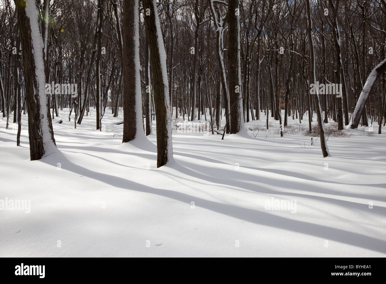 Snowy woodland, Jockey Hollow, Morristown National Historical Park, New