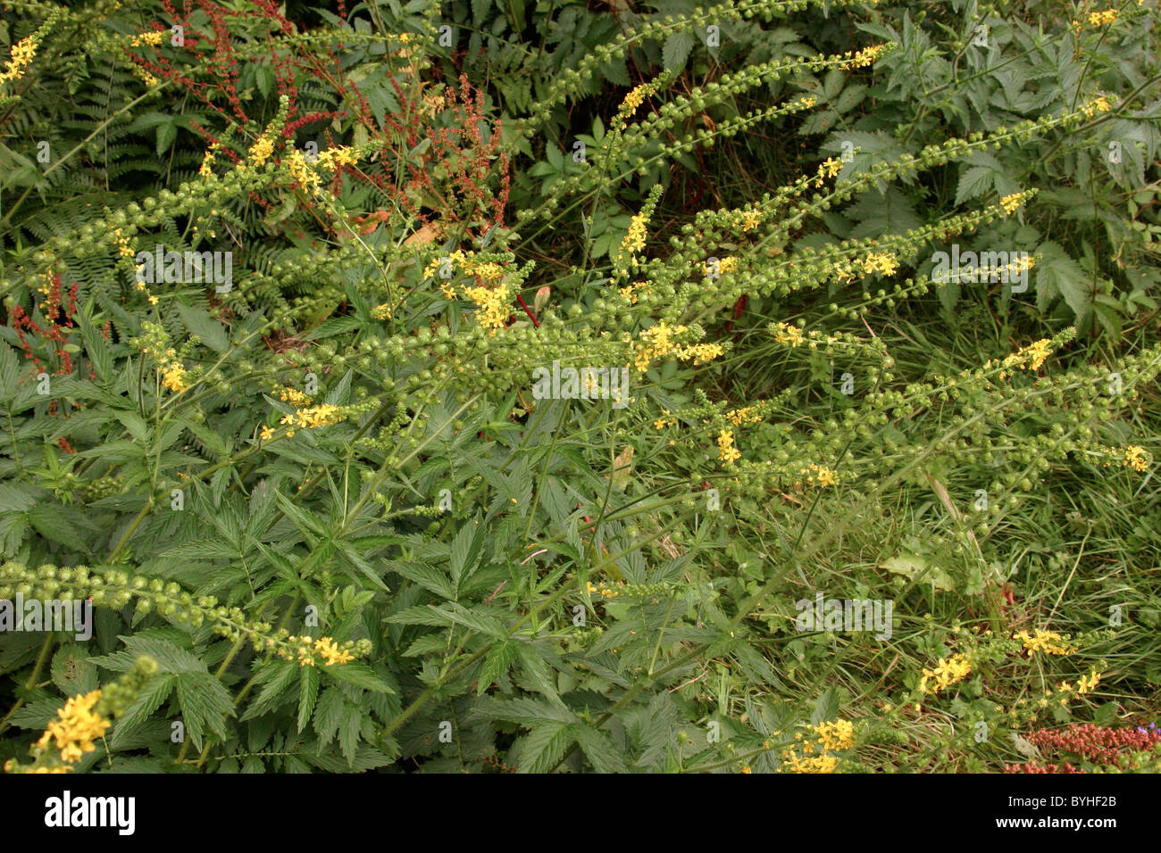 Fragrant agrimony (Agrimonia procera : Rosaceae), UK. Stock Photo