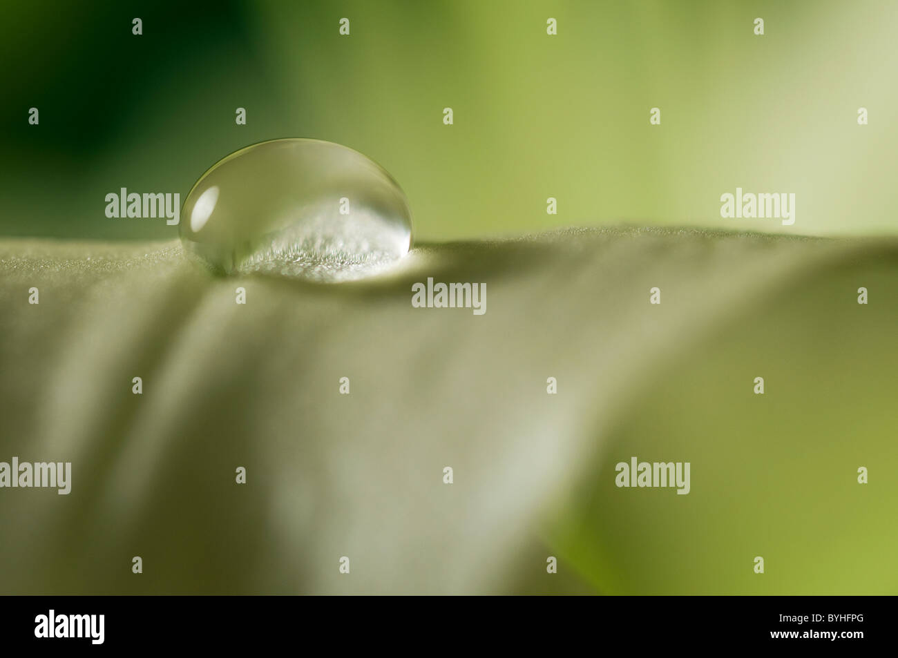 water droplet on lily petal Stock Photo - Alamy