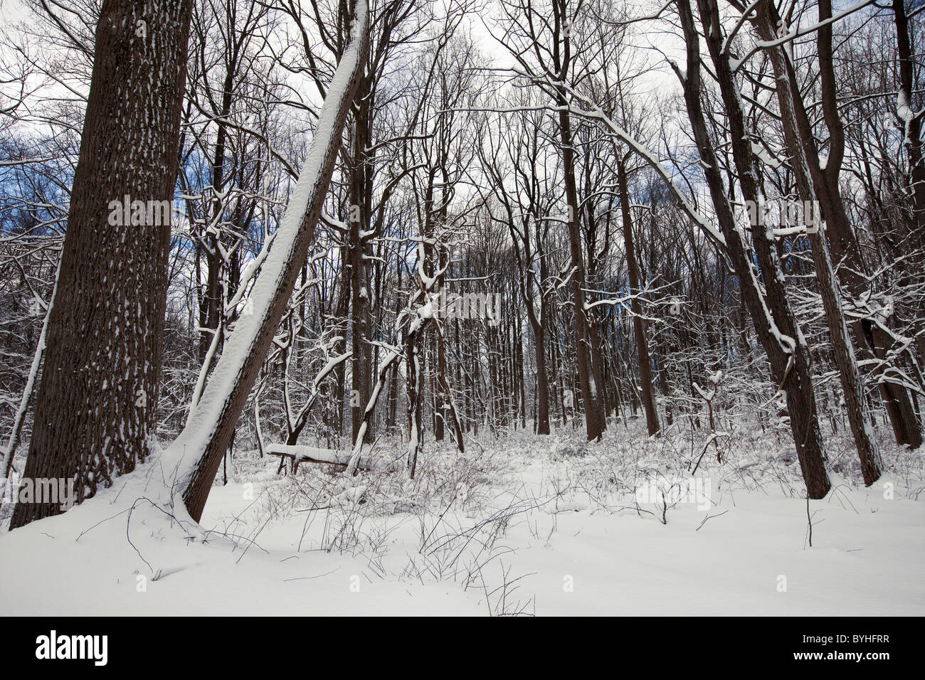 Snowy woodland hires stock photography and images Alamy