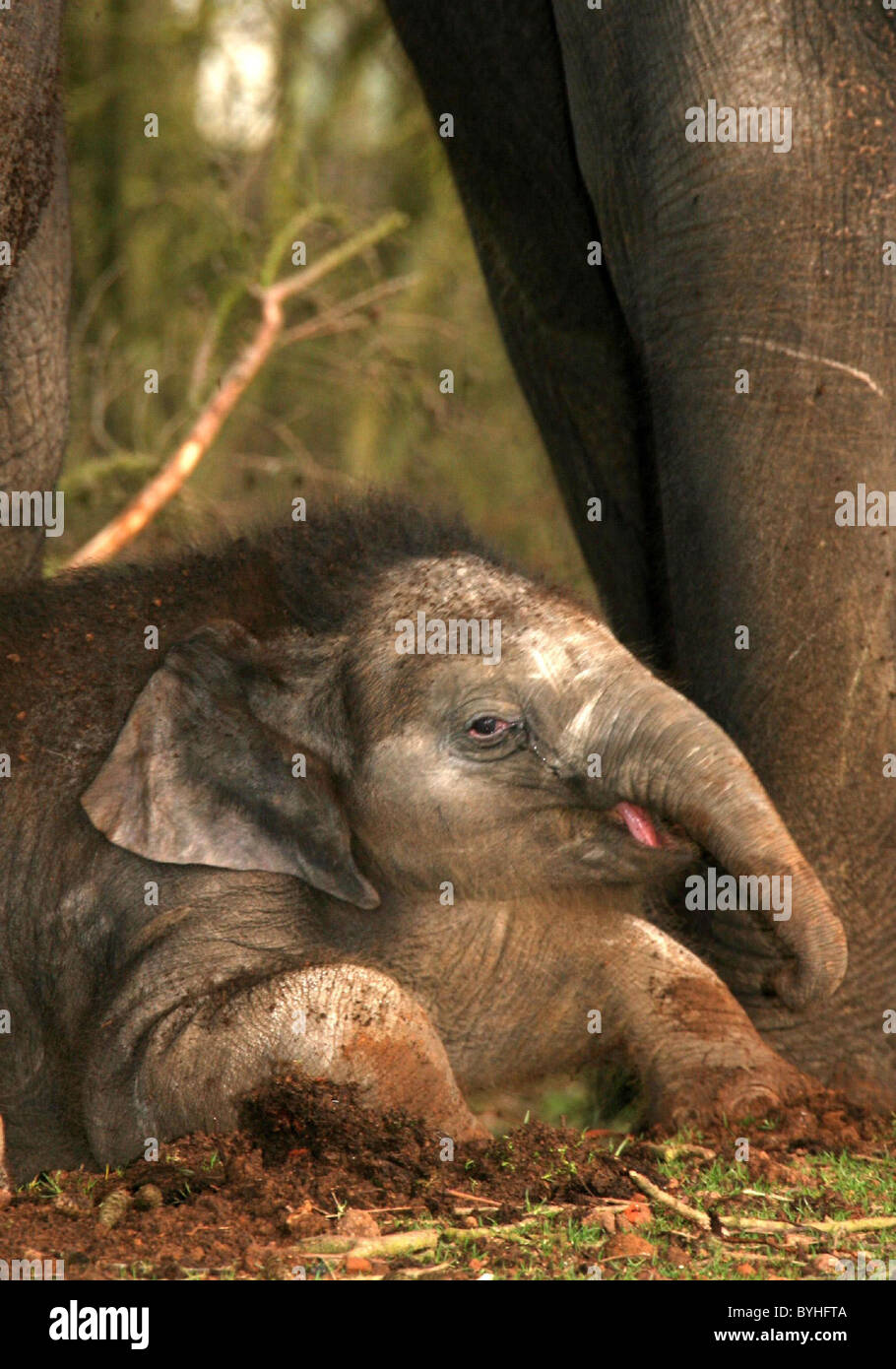Asian baby elephant Whipsnade Wild Animal Park Dunstable, England ...