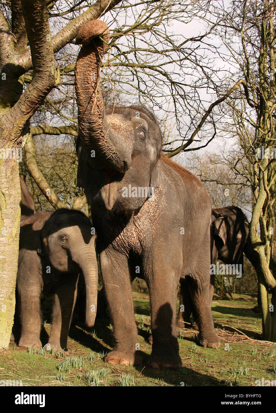 Elephants whipsnade park hires stock photography and images Alamy