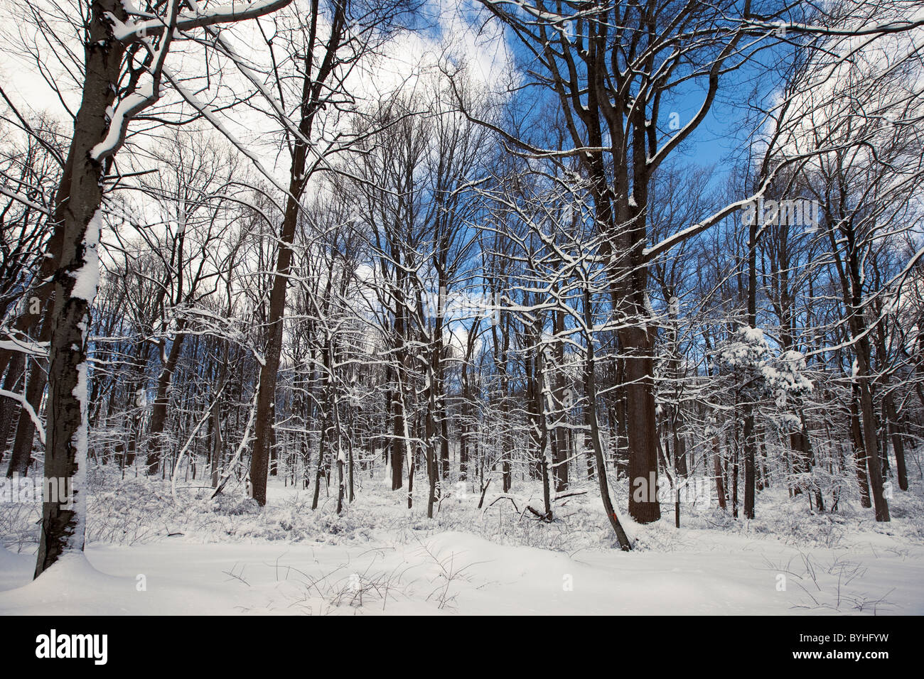 Snowy woodland hires stock photography and images Alamy