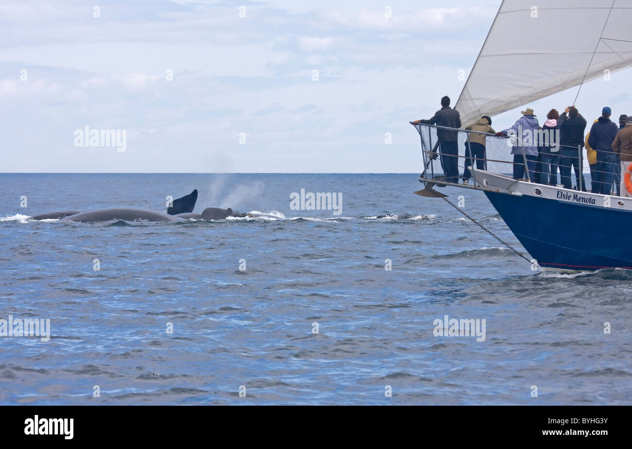 North Atlantic right whale ( Eubalaena glacialis) Stock Photo