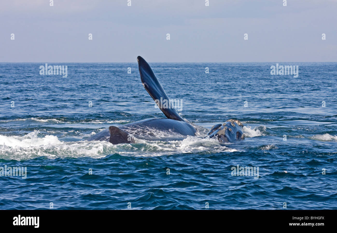 North Atlantic right whales ( Eubalaena glacialis ) Stock Photo