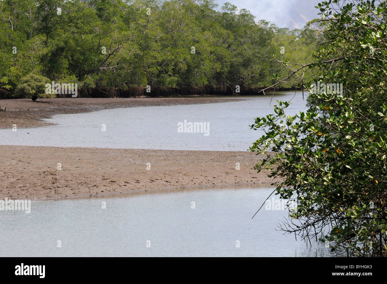 Tamarindo river and mangrove svamp in Parc Nacional Marino Las Baulas de Guanacaste Stock Photo