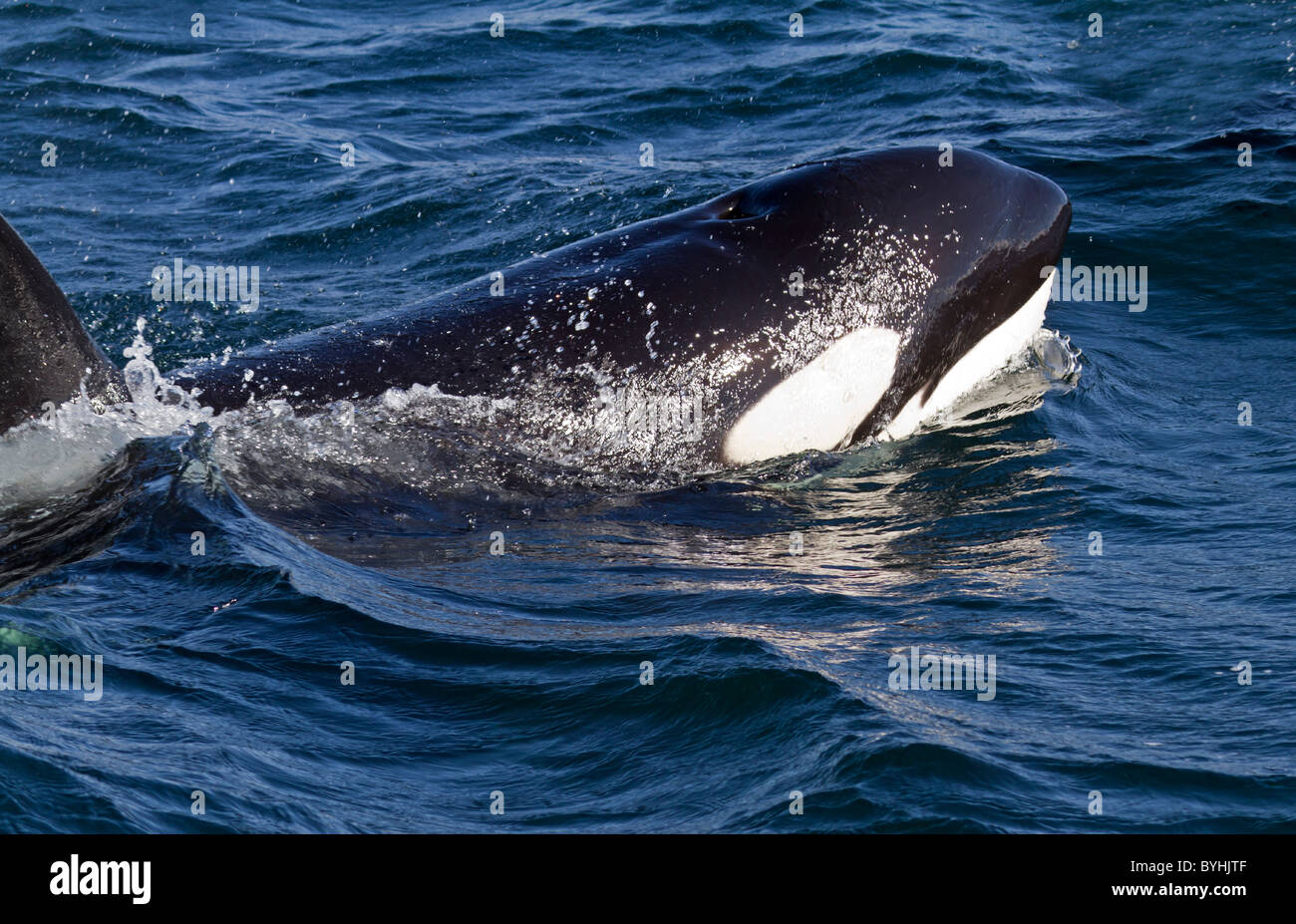 Orca (Orcinus orca) Stock Photo