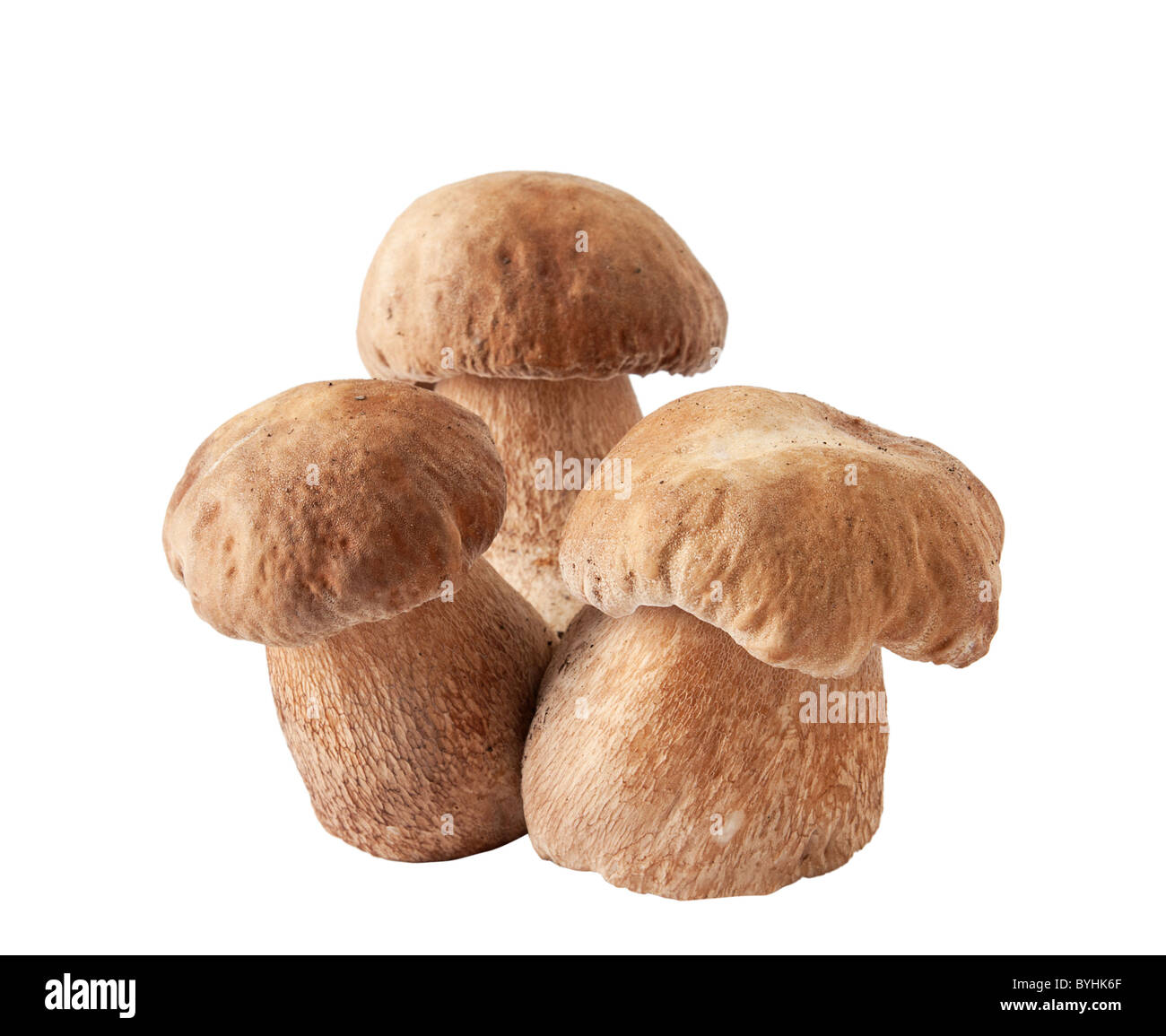 white mushroom Stock Photo