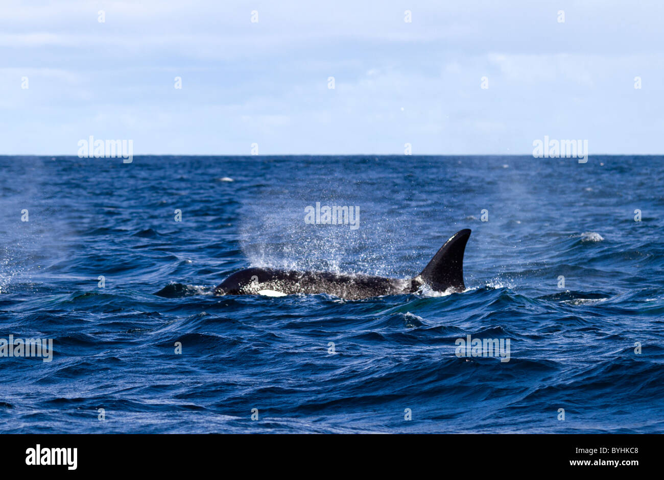 Orca ( Orcinus orca) Stock Photo