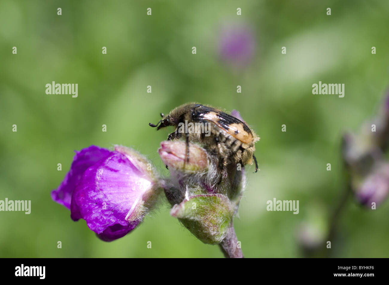"Jicotillo" (Euphoria basalis) on a flower Stock Photo Alamy
