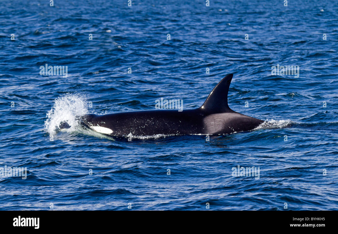 Orca ( Orcinus orca) Stock Photo