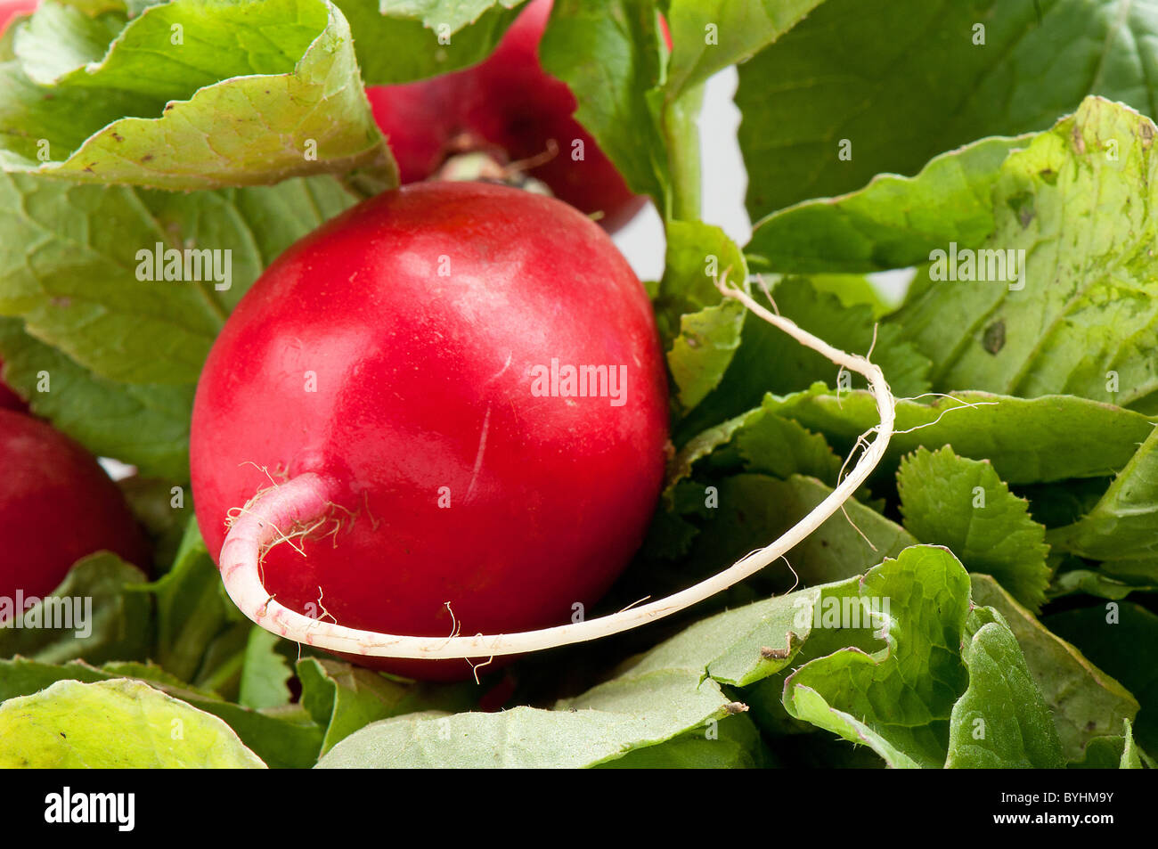 radish with green leaves Stock Photo Alamy