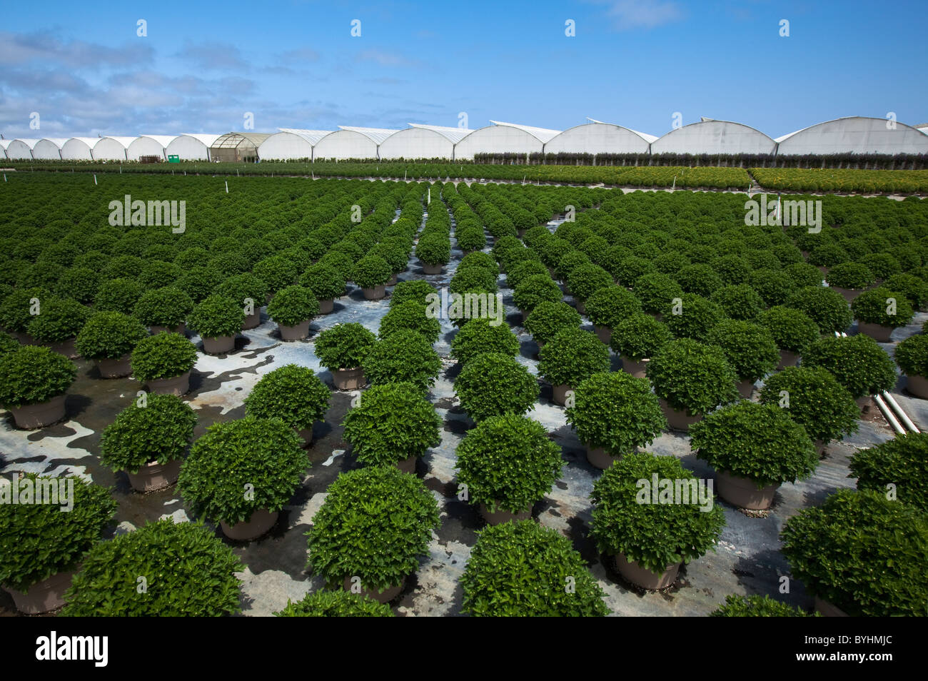 Potted ornamentals, bedding plants and shrubs at a horticultural nursery and greenhouse