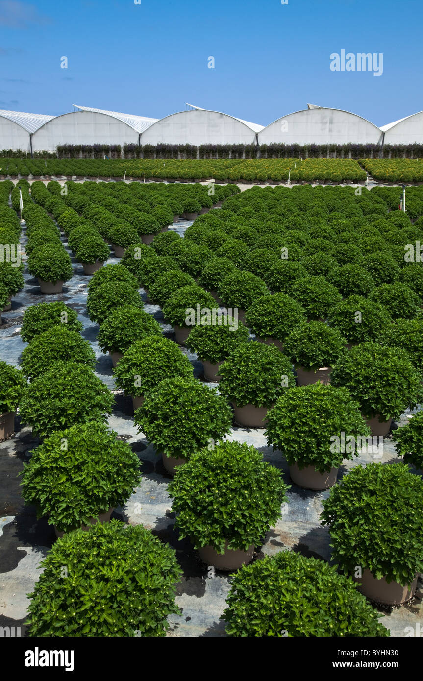 Potted ornamentals, bedding plants and shrubs at a horticultural