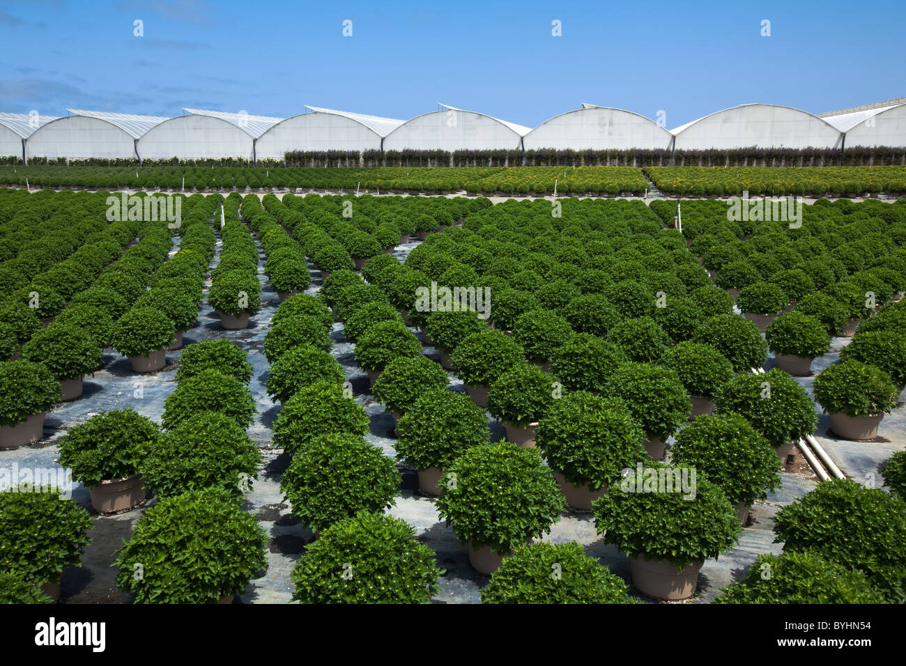 Potted ornamentals, bedding plants and shrubs at a horticultural nursery and greenhouse