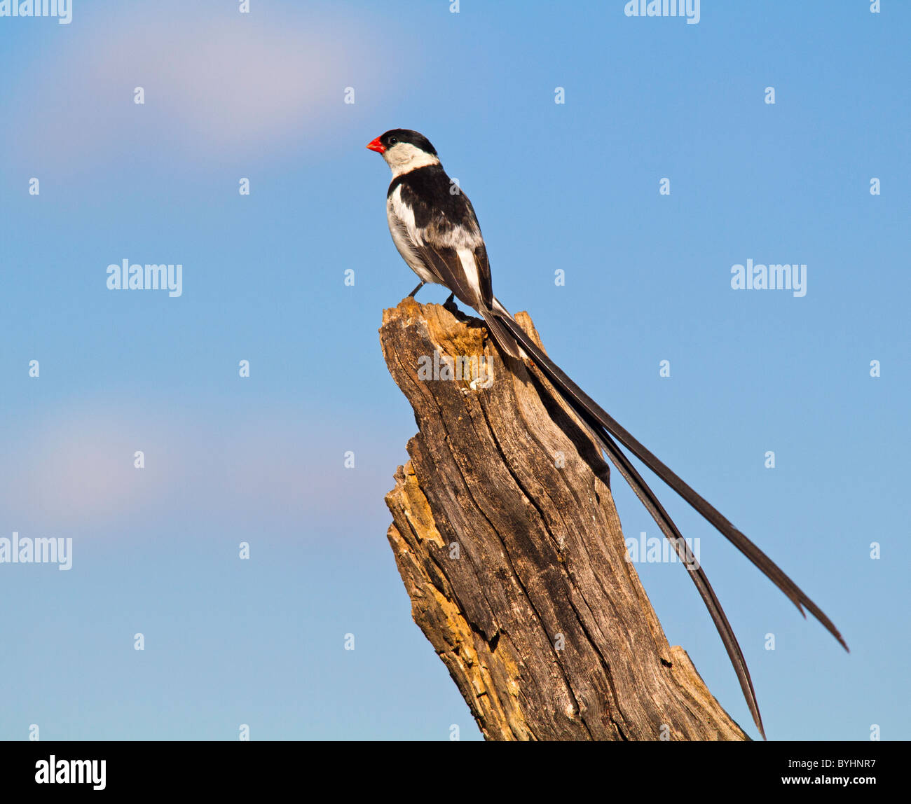 Wydah hi-res stock photography and images - Alamy