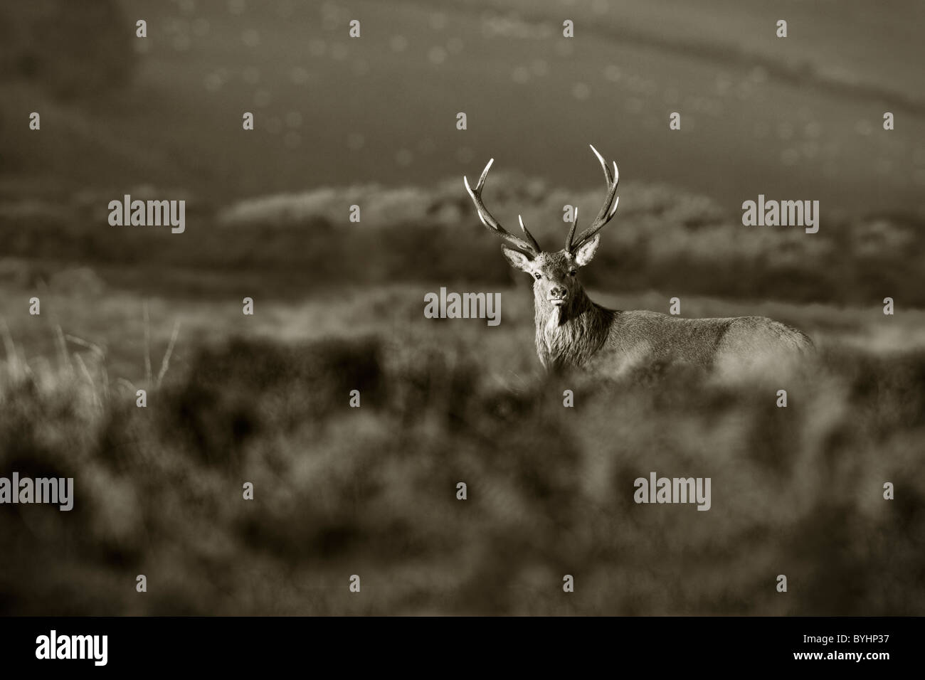 Deer antler Black and White Stock Photos & Images - Alamy