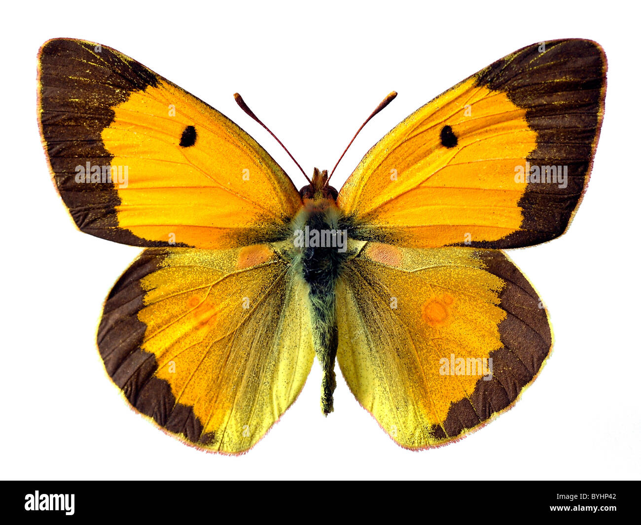 Isolated Colias butterfly (crocea) male on white background Stock Photo