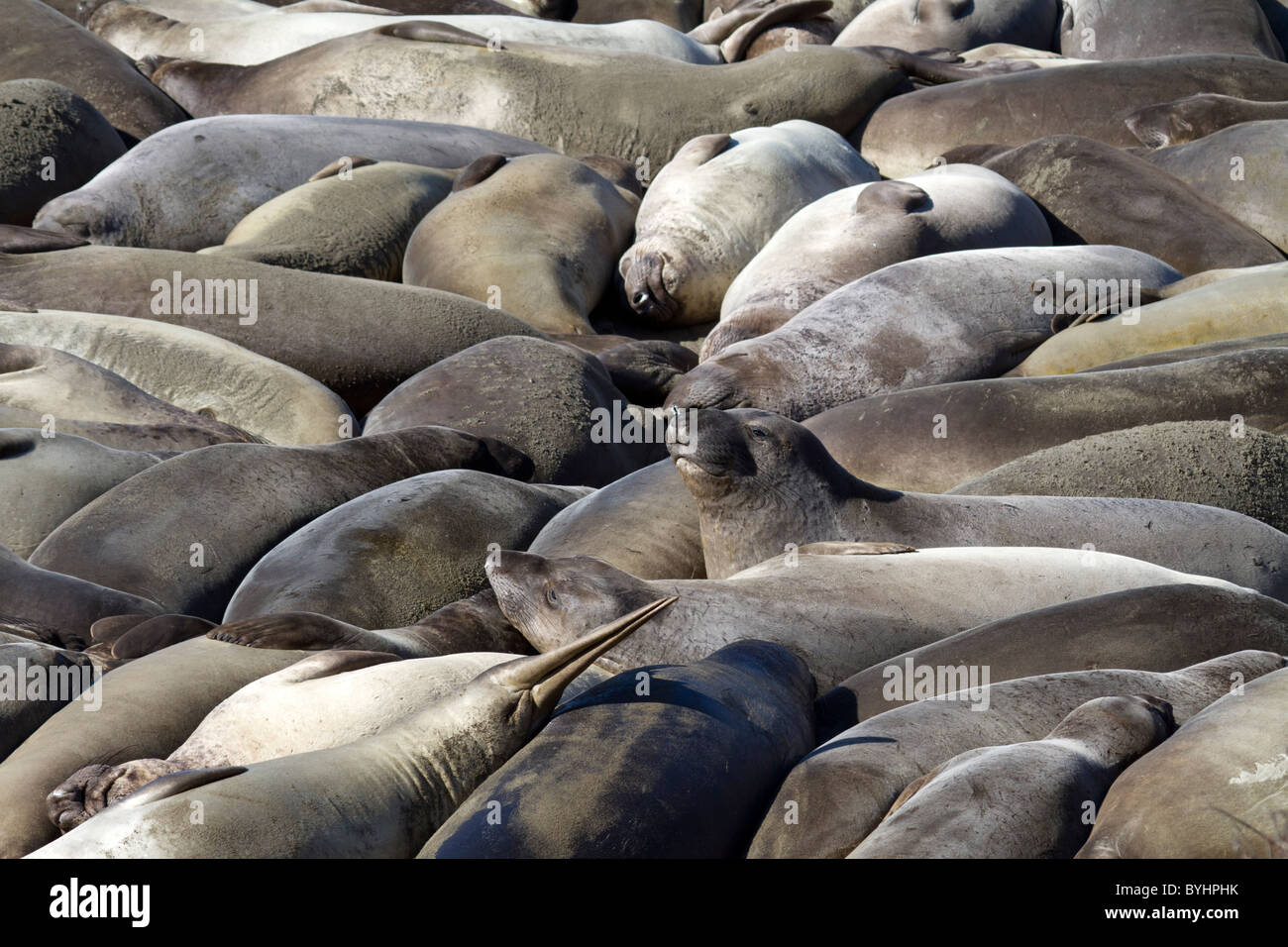 Elephant seal colony  in California, USA Stock Photo