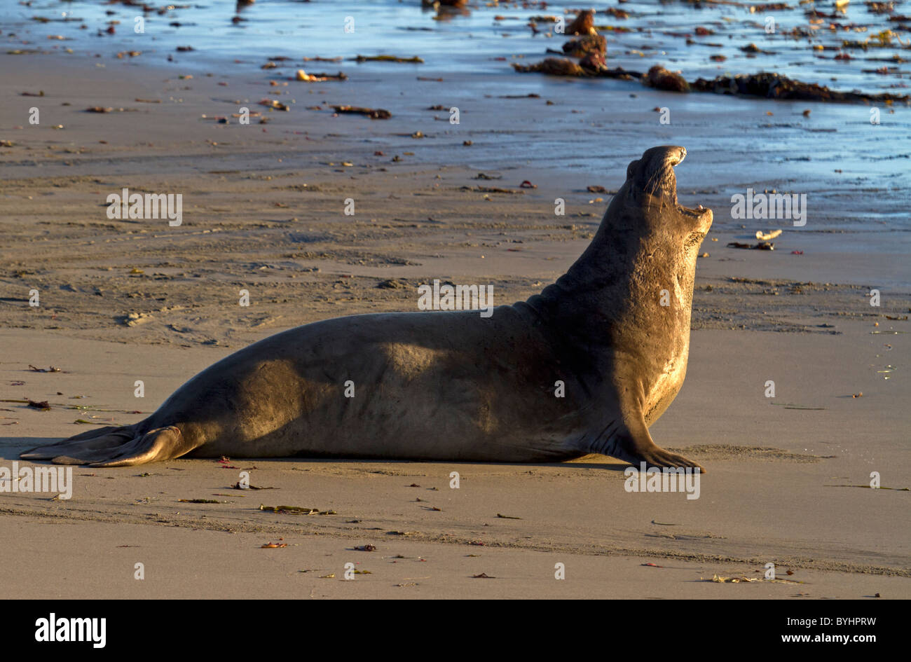Elephant seal in the evening Stock Photo