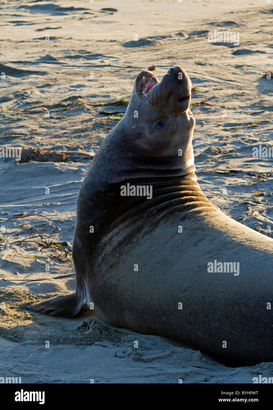 Roaring elephant seal on a beach Stock Photo