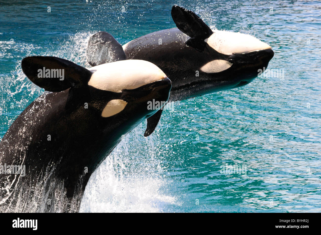 Two killer whales (Orcinus orca) jumping out of  blue water Stock Photo