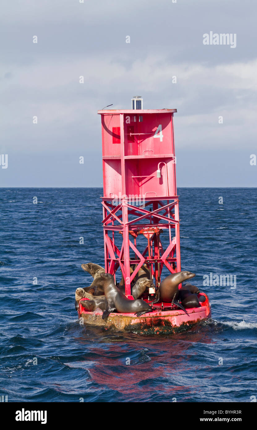 Sea lions lying on a moored buoy, California, USA Stock Photo